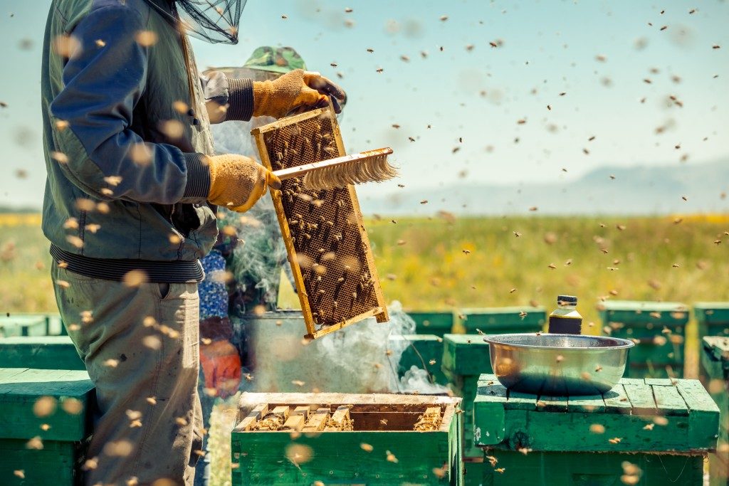 Beekeeper using bee brush