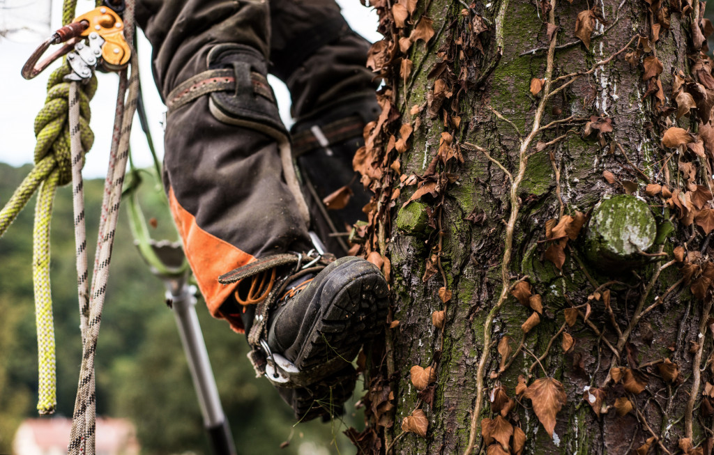 closeup of an arborist's legs with harness attached to a tree